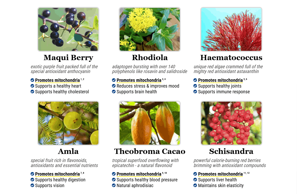 Joint Genesis-Ingredients